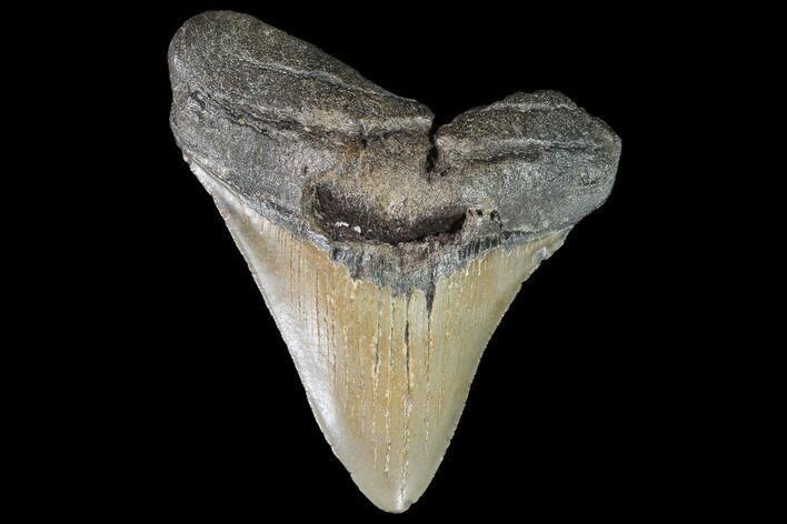 Fossil Megalodon Tooth - North Carolina #92434